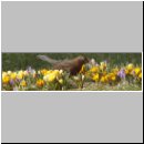 Turdus merula - Amsel w09.jpg